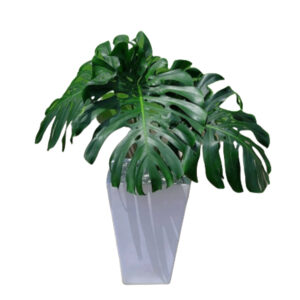 COSTILLA DE ADAN EN MACETA PIRAMIDE BLANCO