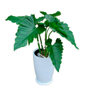 FILODENDRO WILSONI EN MACETA MALVA BLANCO