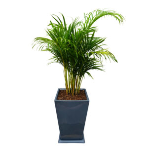 PALMERA HAWAIANA EN MACETA PIRAMIDE GRIS