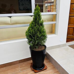 Alternative view of THUJA DORADA EN MACETA MALVA NEGRO