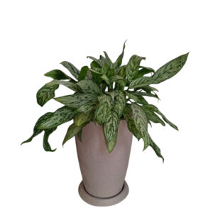 AGLONEMA EN MACETA MALVA TEXTURIZADO ARENA