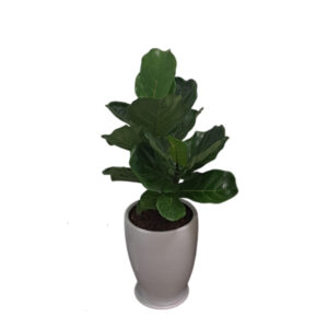 Alternative view of FICUS LYRATA EN MACETA CONO BLANCO DE ARCILLA