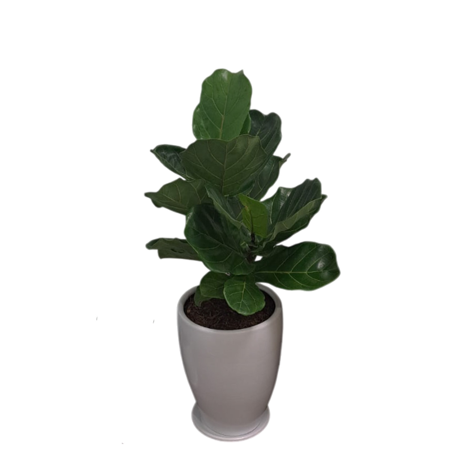 FICUS LYRATA EN MACETA CONO BLANCO DE ARCILLA - Imagen 2