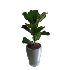 FICUS LYRATA EN MACETA CONO BLANCO DE ARCILLA