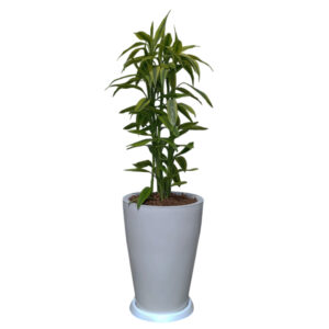 LUCKY BAMBOO EN MACETA MALVA BLANCO