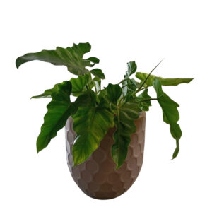 FILODENRO WILSONI EN MACETA HUEVO CON RELIEVE ARENA