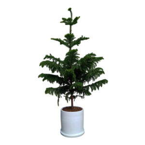 PINO ARAUCARIA EN MACETA CILINDRO BLANCO