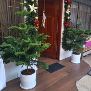 Alternative view of PINO ARAUCARIA EN MACETA CILINDRO BLANCO