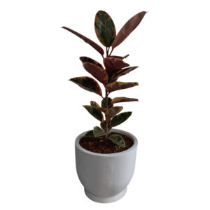 FICUS ELASTICA RUBY EN MACETA HUEVO TEXTURIZADO BLANCO