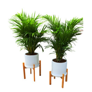 COMBO DE 2 PALMERA HAWAIANA EN MACETA Y PEDESTAL DE MADERA