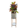 CROTON PETRA EN MACETA BLANCA Y PEDESTAL DORADO
