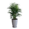 PALMERA HAWAIANA EN MACETA MALVA ARENA