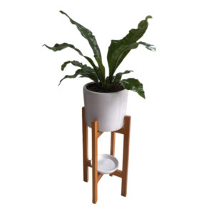 HELECHO ALEMAN EN MACETA BLANCA Y PEDESTAL DE MADERA
