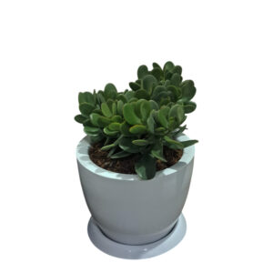 JADE EN MACETA HUEVO BLANCO