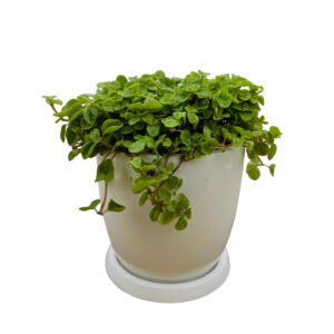 LLAMAPLATA EN MACETA HUEVO BLANCO