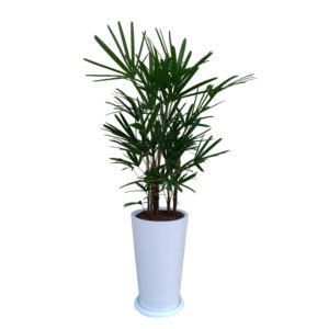 PALMERA RAPHIS EN MACETA CONO BLANCO