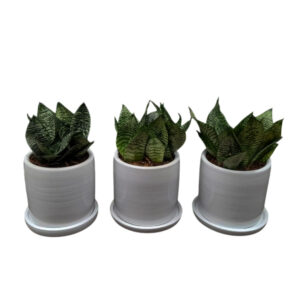 SET DE 3 SANSEVIERIA ENANA EN MACETA CILINDRO BLANCO