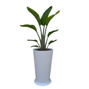 Alternative view of PALMERA STRELITZIA GIGANTE EN MACETA CONO BLANCO DE FIBRA