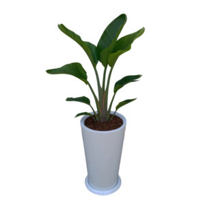 PALMERA STRELITZIA GIGANTE EN MACETA CONO BLANCO DE FIBRA