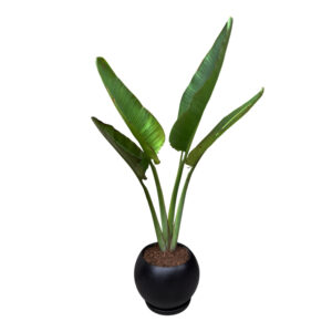PALMERA VIAJERA EN MACETA ESFERA NEGRO