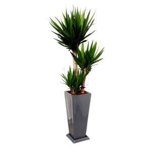 YUCCA ELEPHANTIPES EN MACETA PIRAMIDE LAPIZ GRIS