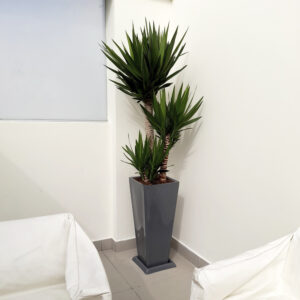 Alternative view of YUCCA ELEPHANTIPES EN MACETA PIRAMIDE LAPIZ GRIS