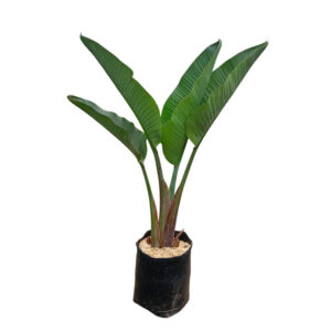 PALMERA STRELITZIA GIGANTE EN BOLSA