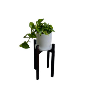 Alternative view of POTHUS EN MACETA Y PEDESTAL DE MADERA
