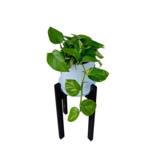 POTHUS EN MACETA Y PEDESTAL DE MADERA