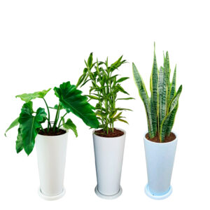 COMBO DE 3 PLANTAS DE INTERIOR EN MACETA BLANCA