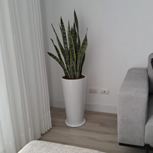 Alternative view of COMBO DE 3 PLANTAS DE INTERIOR EN MACETA BLANCA