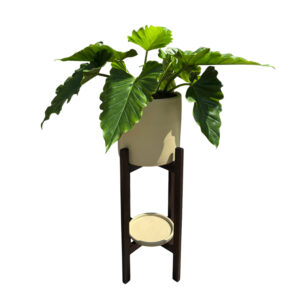 FILODENDRO WILSONI EN MACETA ARENA Y PEDESTAL MARRON