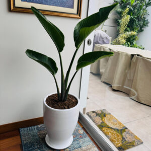 Alternative view of STRELITZIA GIGANTE EN MACETA CONO BLANCO DE ARCILLA
