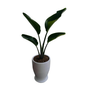 STRELITZIA GIGANTE EN MACETA CONO BLANCO DE ARCILLA