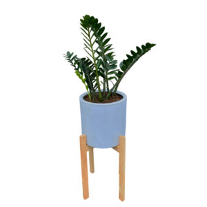 ZAMIOCULCA EN MACETA CILINDRO Y PEDESTAL DE MADERA