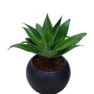 AGAVE EN MACETA ESFERA NEGRO DE ARCILLA