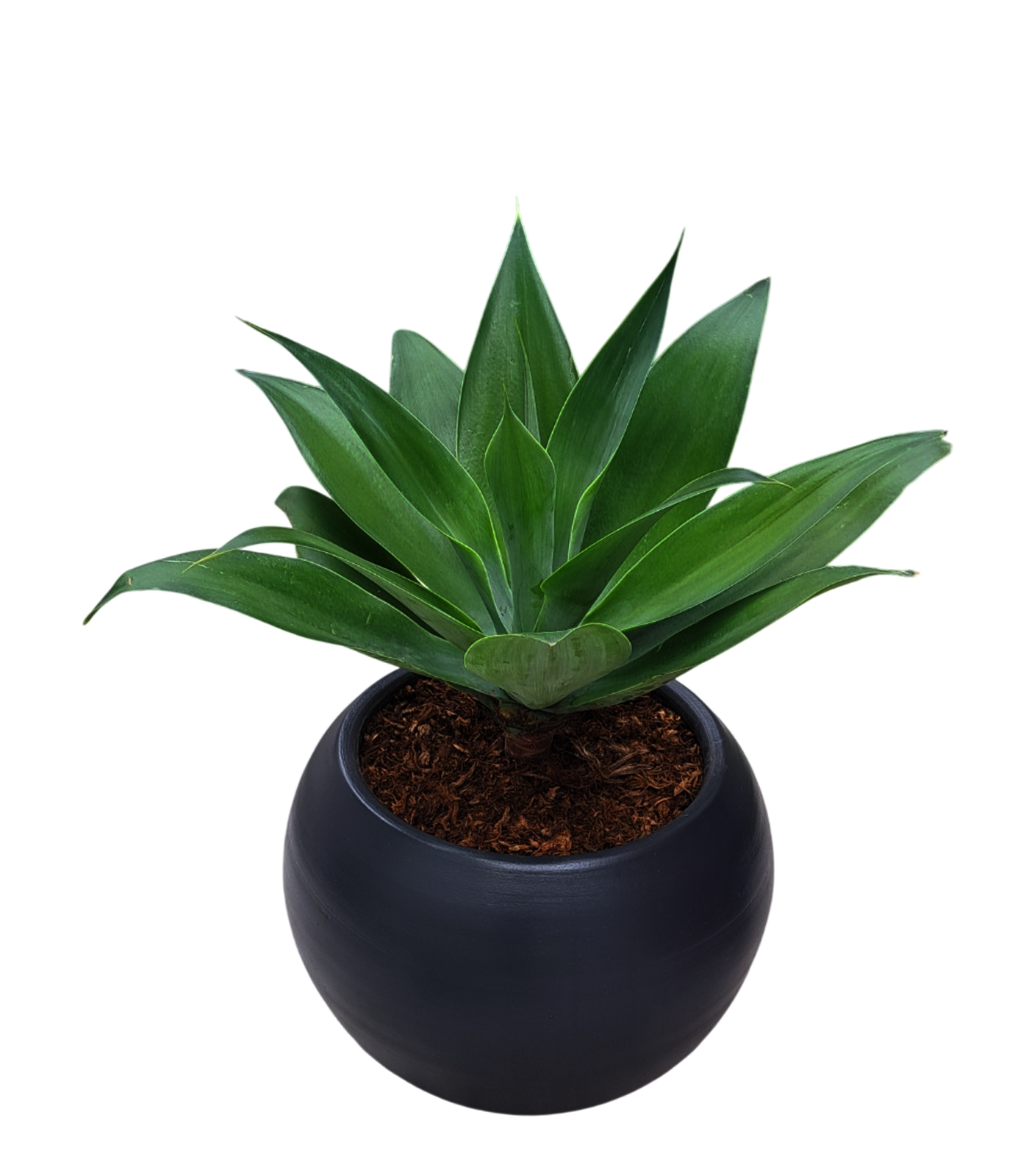AGAVE EN MACETA ESFERA NEGRO DE ARCILLA