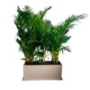 PALMERA HAWAIANA EN JARDINERA RECTANGULAR ARENA