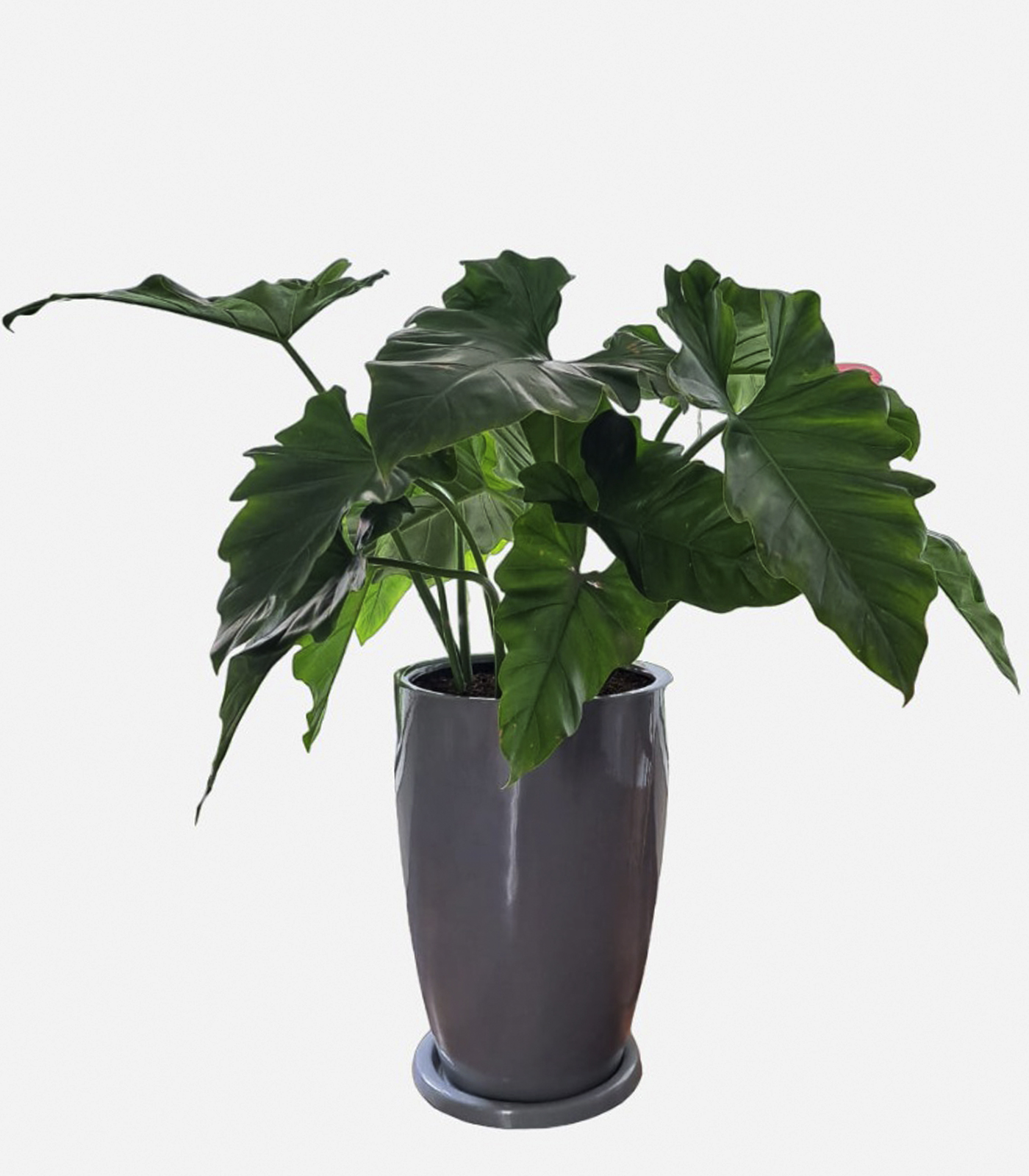 FILODENDRO WILSONI EN MACETA MALVA GRIS