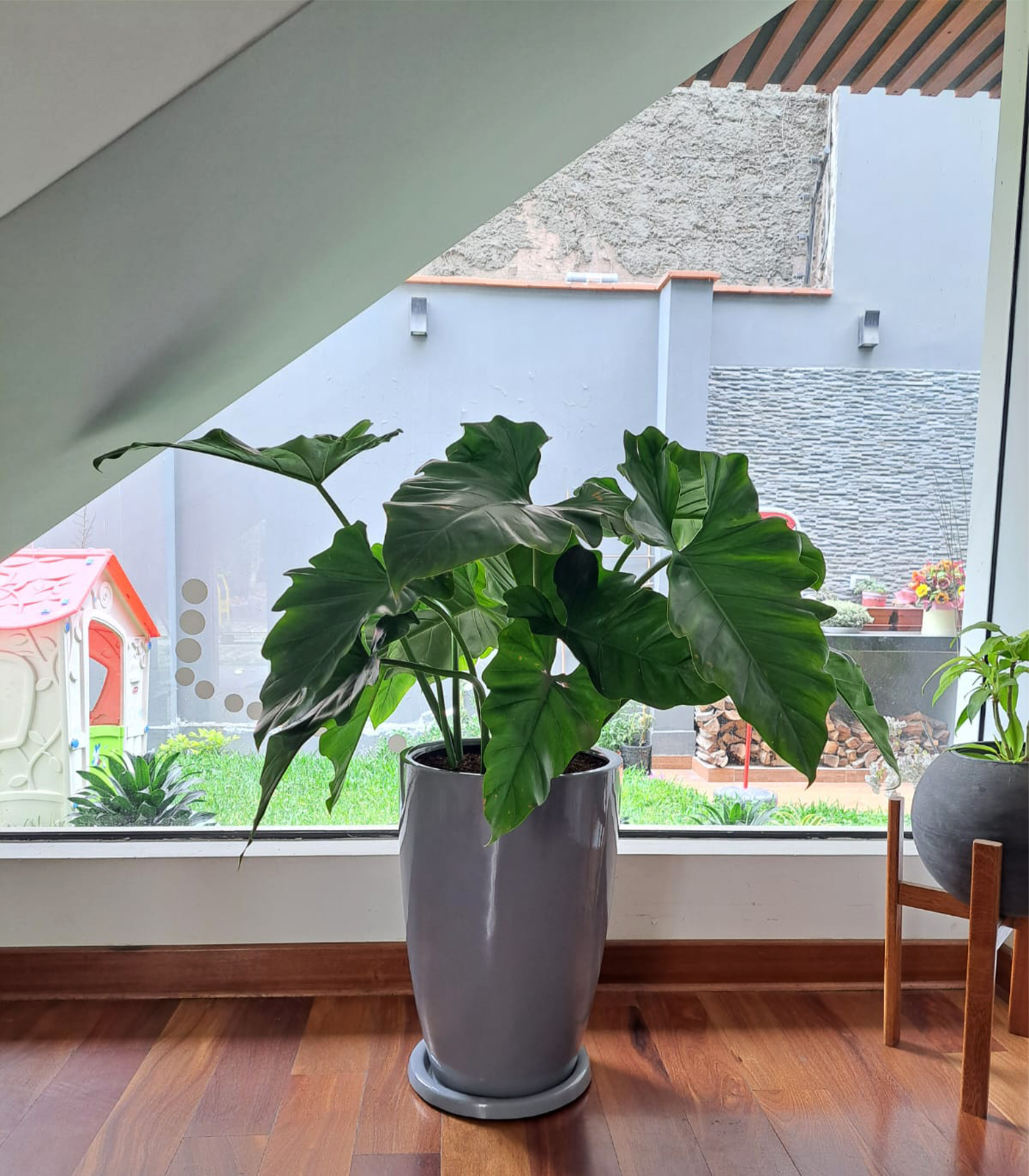 FILODENDRO WILSONI EN MACETA MALVA GRIS - Imagen 2