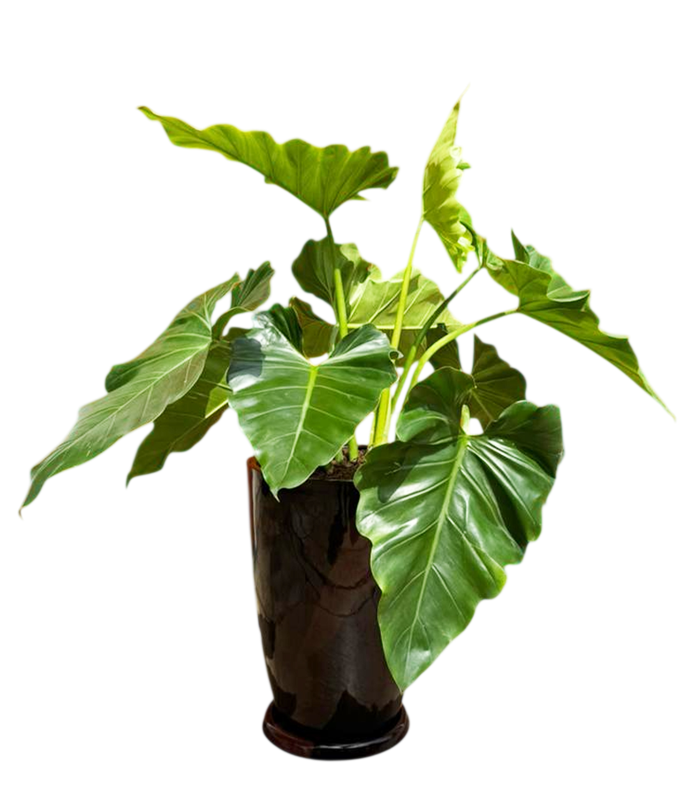 FILODENDRO WILSONI EN MACETA MALVA MARRON